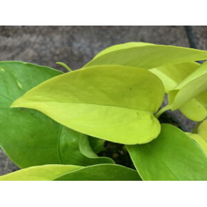 Epipremnum aureum `neon`