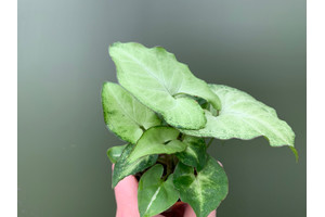 Syngonium White Babyplant