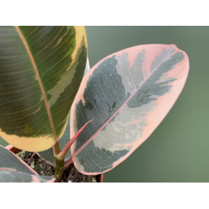 Ficus Tineke