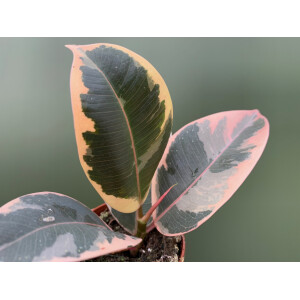 Ficus Tineke