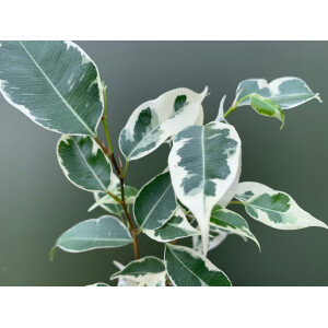 Ficus spec. white Babyplant