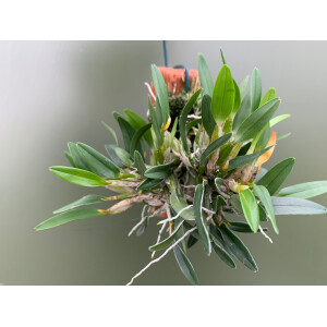 Diplocaulabium chryotropis