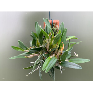 Diplocaulabium chryotropis