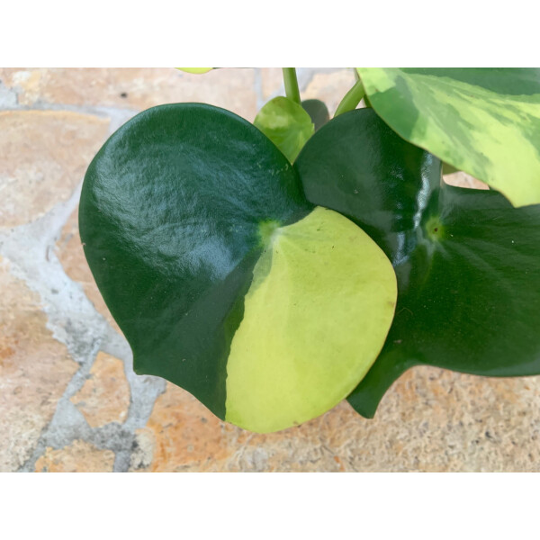 Peperomia Polybotrya  variegata