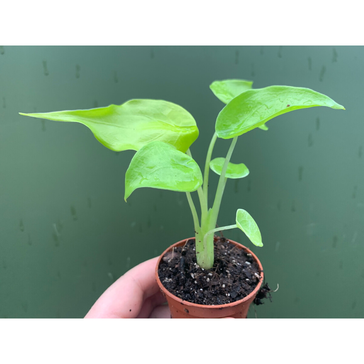 Alocasia cucullata lemon