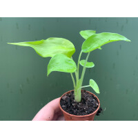 Alocasia cucullata lemon
