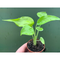 Alocasia cucullata lemon