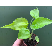 Alocasia cucullata lemon