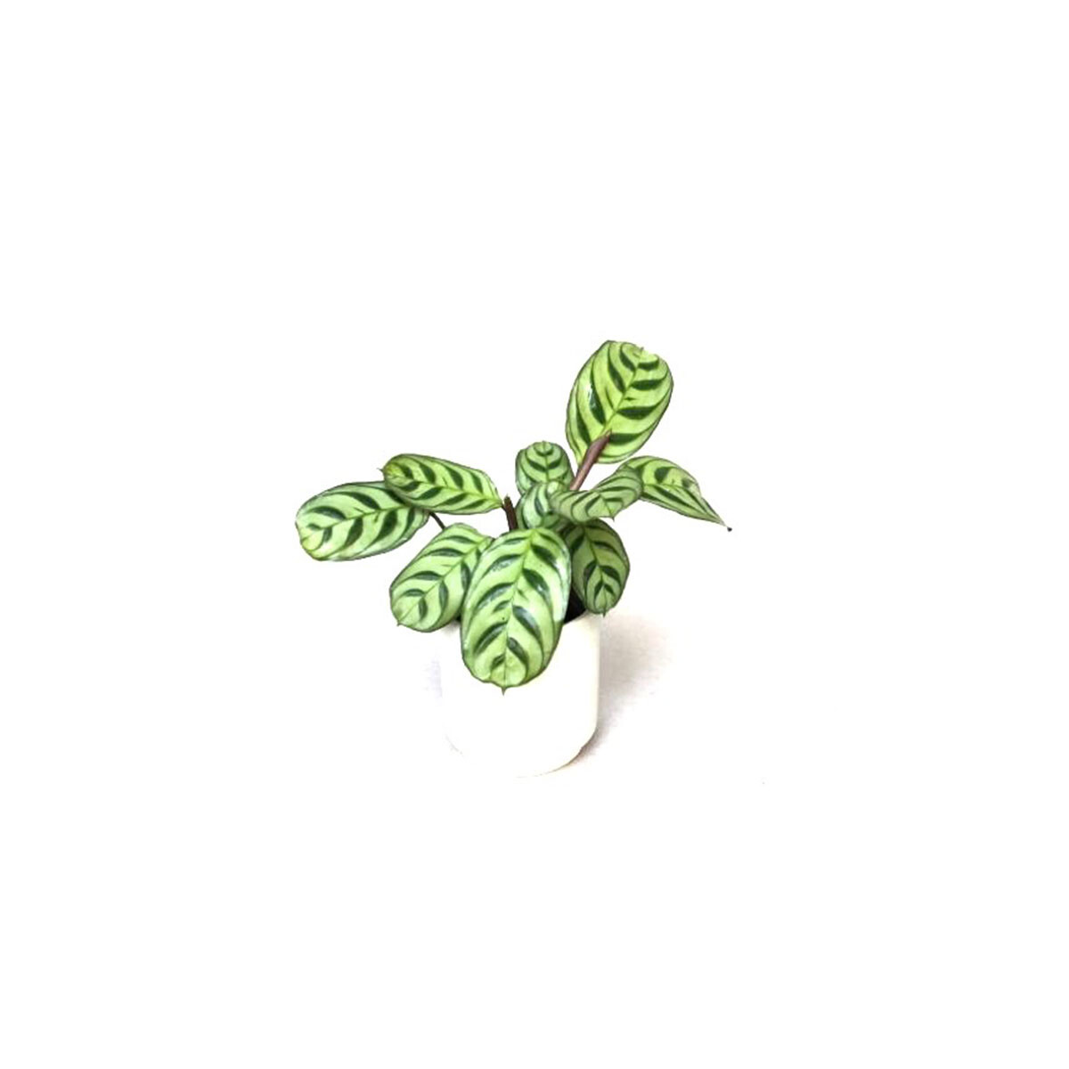Ctenanthe Burle Marxii box