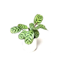 Ctenanthe Burle Marxii