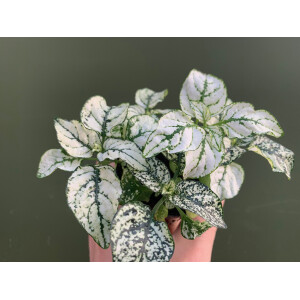 Hypoestes phyllostachya weiss Bodendecker