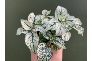 Hypoestes phyllostachya  white ground-cover plant