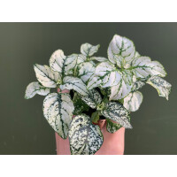Hypoestes phyllostachya weiss Bodendecker