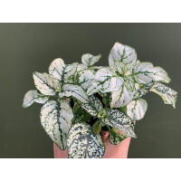 Hypoestes phyllostachya weiss Bodendecker