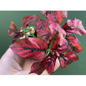 Hypoestes phyllostachya rot Bodendecker