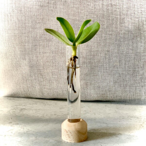 Clusia major in Hydroponie Kultur