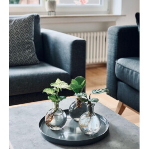 Clusia major in Hydroponie Kultur