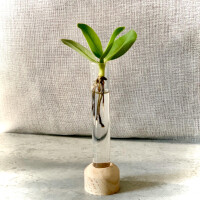 Clusia major in Hydroponie Kultur