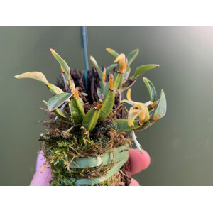 Diplocaulobium stelliferum