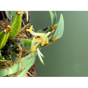 Diplocaulobium stelliferum