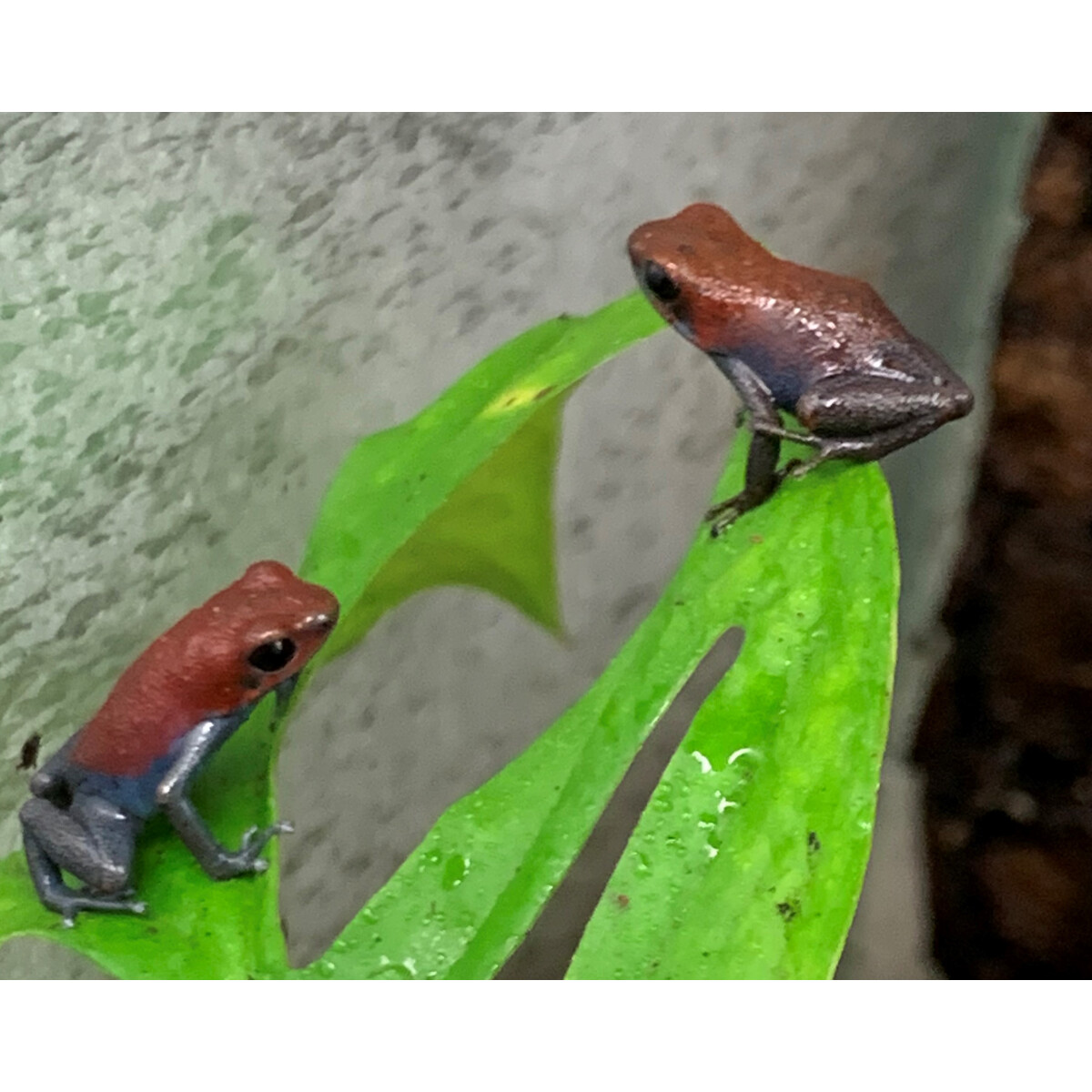 Oophaga pumilio esperanza Pärchen