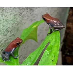 Oophaga pumilio esperanza Pärchen