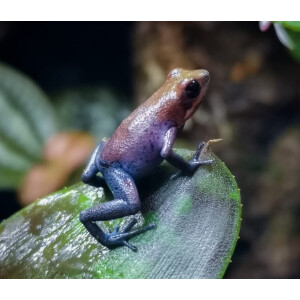 Oophaga pumilio esperanza Pärchen