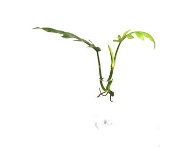 Philodendron mayoi Cutting