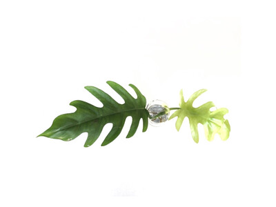 Philodendron mayoi Cutting