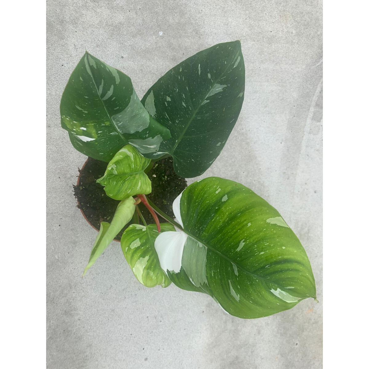 Philodendron white Princess XL