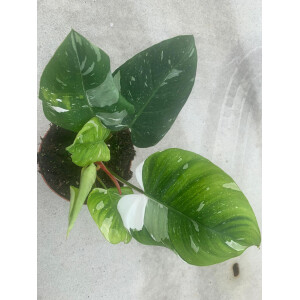 Philodendron white Princess XL