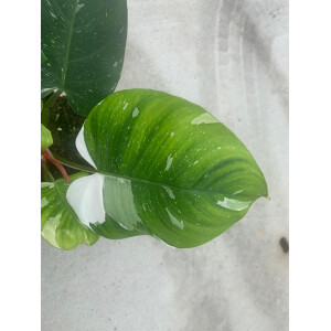 Philodendron white Princess XL