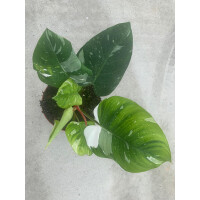 Philodendron white Princess XL