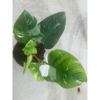 Philodendron white Princess XL