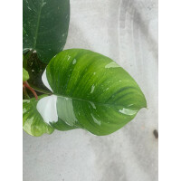 Philodendron white Princess XL