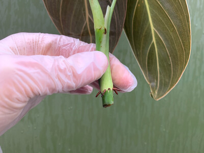 Philodendron melanochrysum esqueje