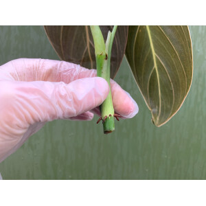 Philodendron melanochrysum Cuttings/Ableger