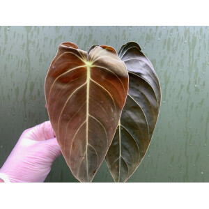 Philodendron melanochrysum Cuttings/Ableger