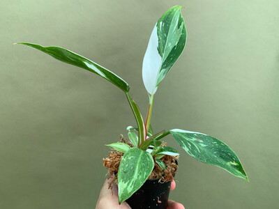 Philodendron White Princess