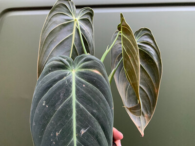 Philodendron melanochrysum Kopfsteckling