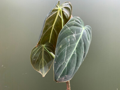 Philodendron melanochrysum Kopfsteckling