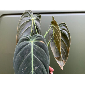 Philodendron melanochrysum Kopfsteckling