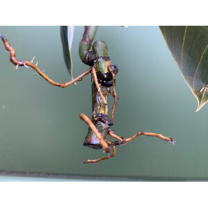 Philodendron melanochrysum Kopfsteckling