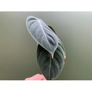 Philodendron melanochrysum Kopfsteckling