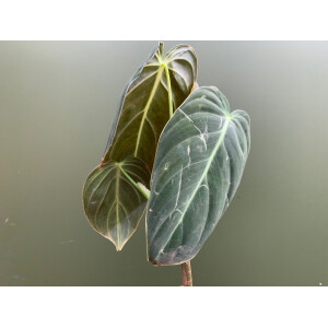 Philodendron melanochrysum Kopfsteckling