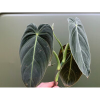 Philodendron melanochrysum Kopfsteckling