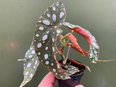 Begonia maculata Babyplant