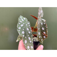 Begonia maculata Babyplant