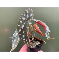 Begonia maculata Babyplant