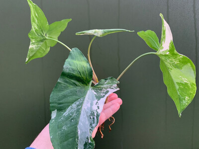 Syngonium podophyllum albo variegated Cutting